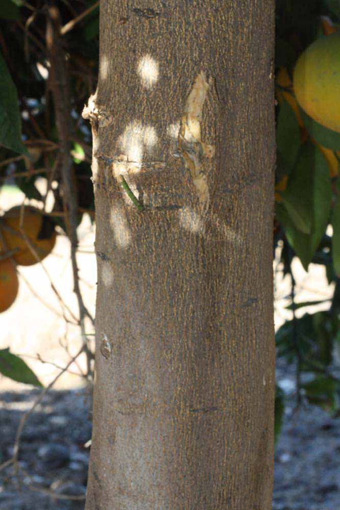              Bark (Riverside, CA)       